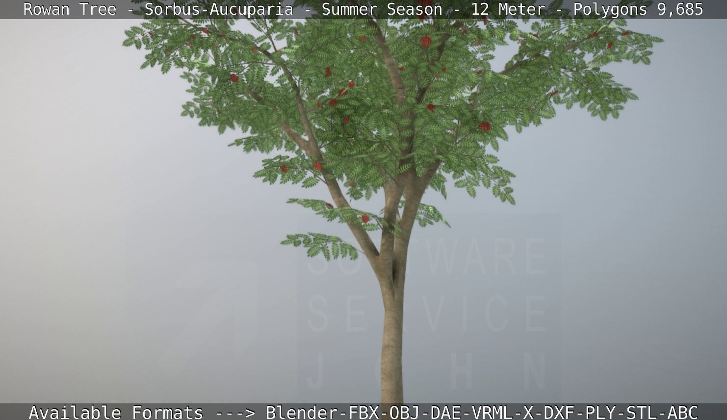 Rowan Tree - Sorbus-Aucuparia - 12m - All Season Package Low-poly 3D model_90
