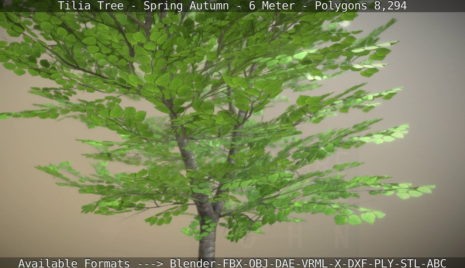 Rowan Tree - Sorbus-Aucuparia - 12m - All Season Package Low-poly 3D model_25