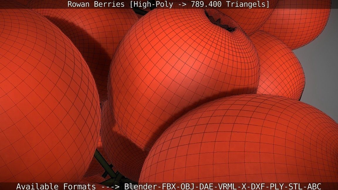 Rowan Berries High Poly 3D model_79