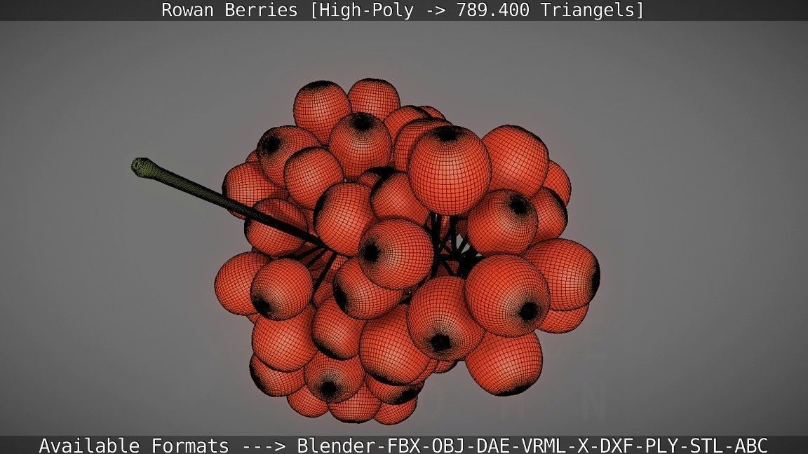 Rowan Berries High Poly 3D model_55