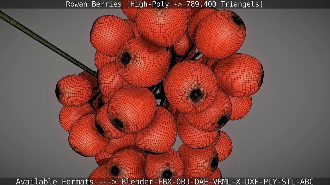 Rowan Berries High Poly 3D model_57