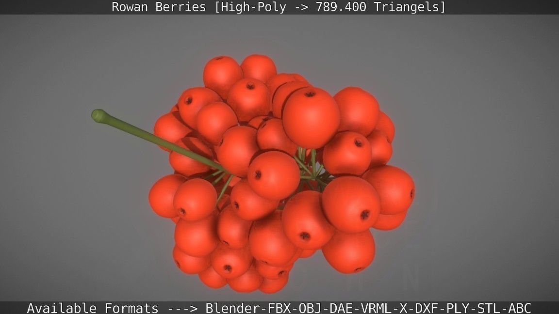 Rowan Berries High Poly 3D model_47