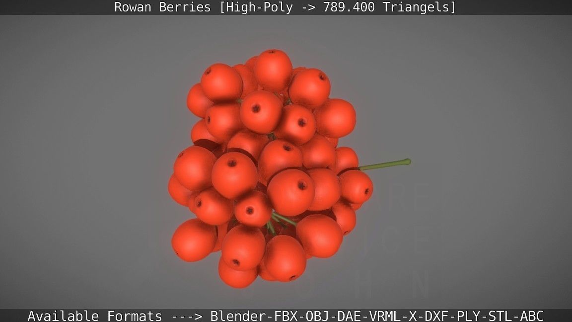 Rowan Berries High Poly 3D model_23