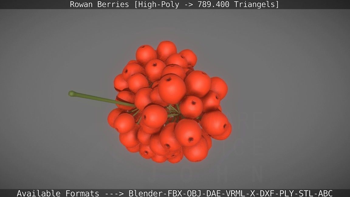 Rowan Berries High Poly 3D model_38