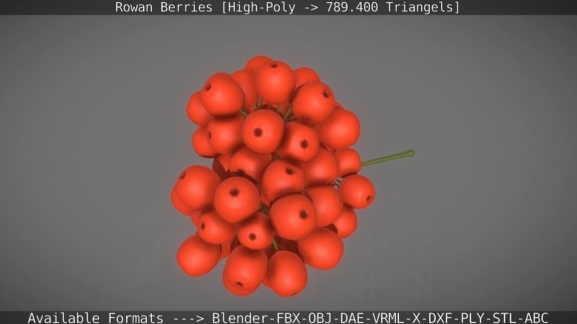 Rowan Berries High Poly 3D model_27