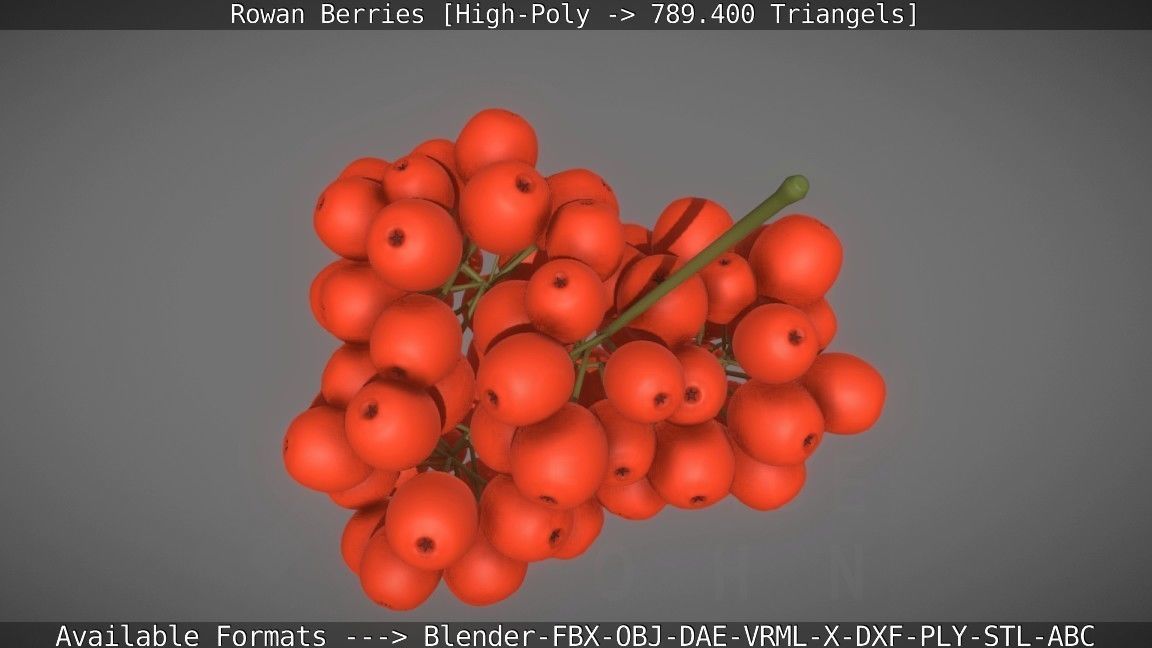 Rowan Berries High Poly 3D model_18