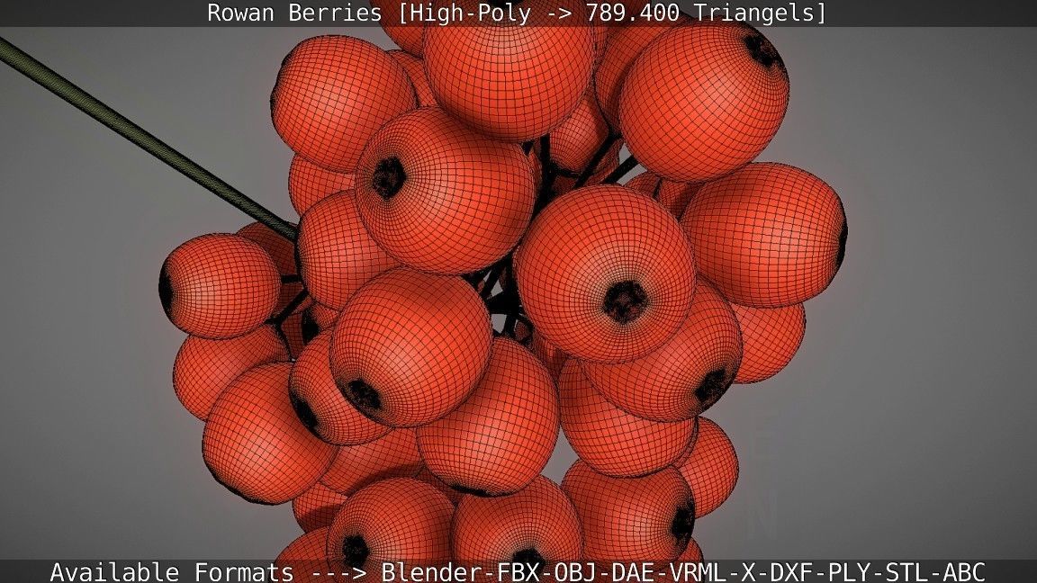 Rowan Berries High Poly 3D model_58