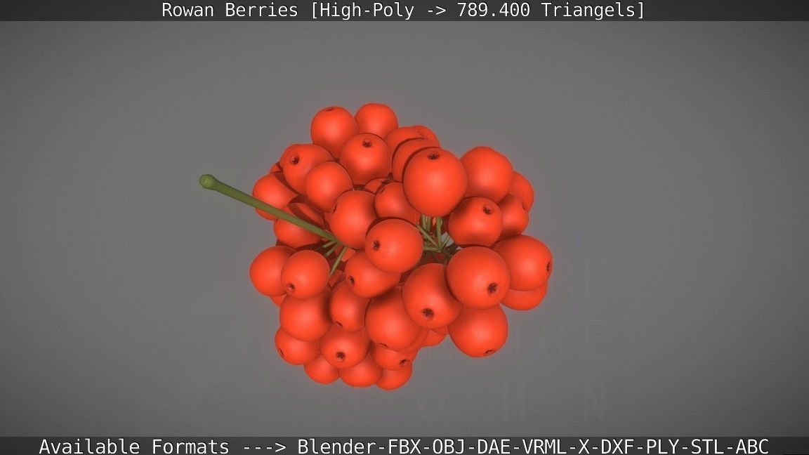 Rowan Berries High Poly 3D model_41