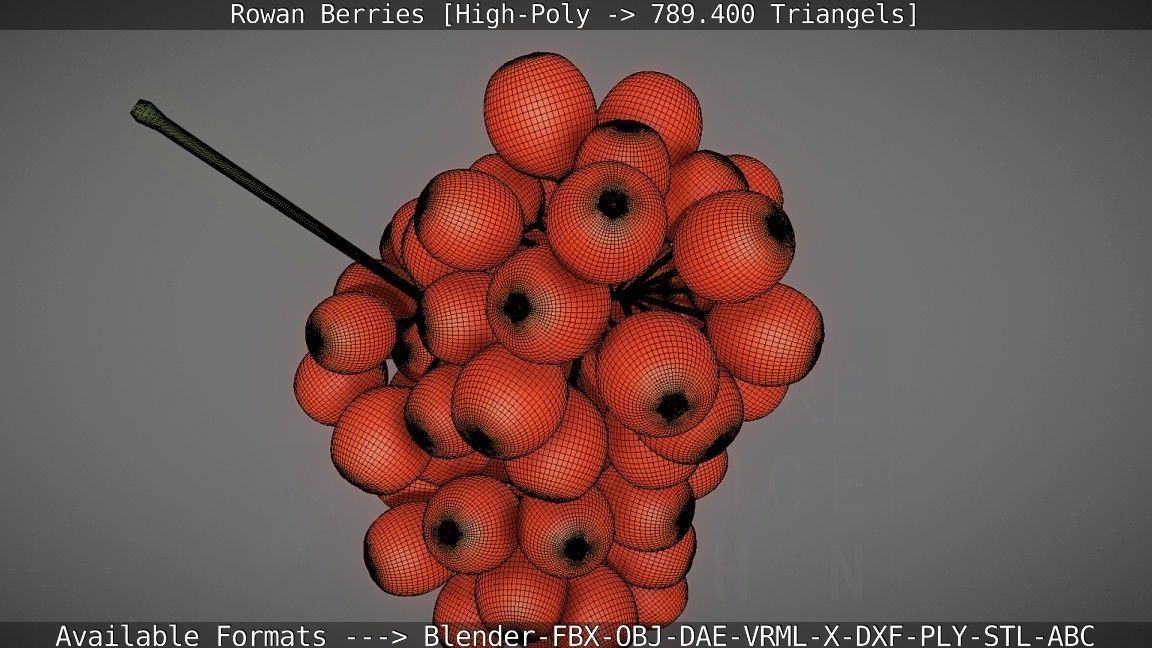 Rowan Berries High Poly 3D model_54