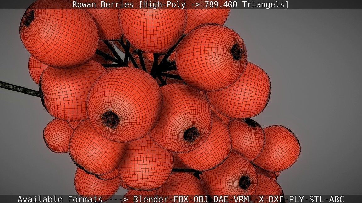 Rowan Berries High Poly 3D model_59