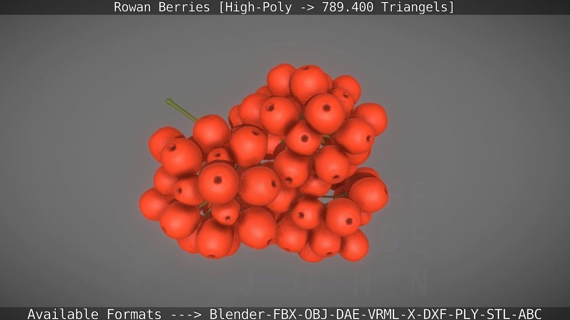 Rowan Berries High Poly 3D model_35