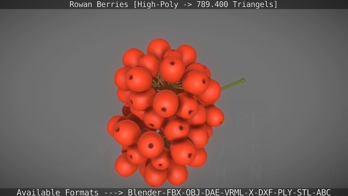 Rowan Berries High Poly 3D model_28
