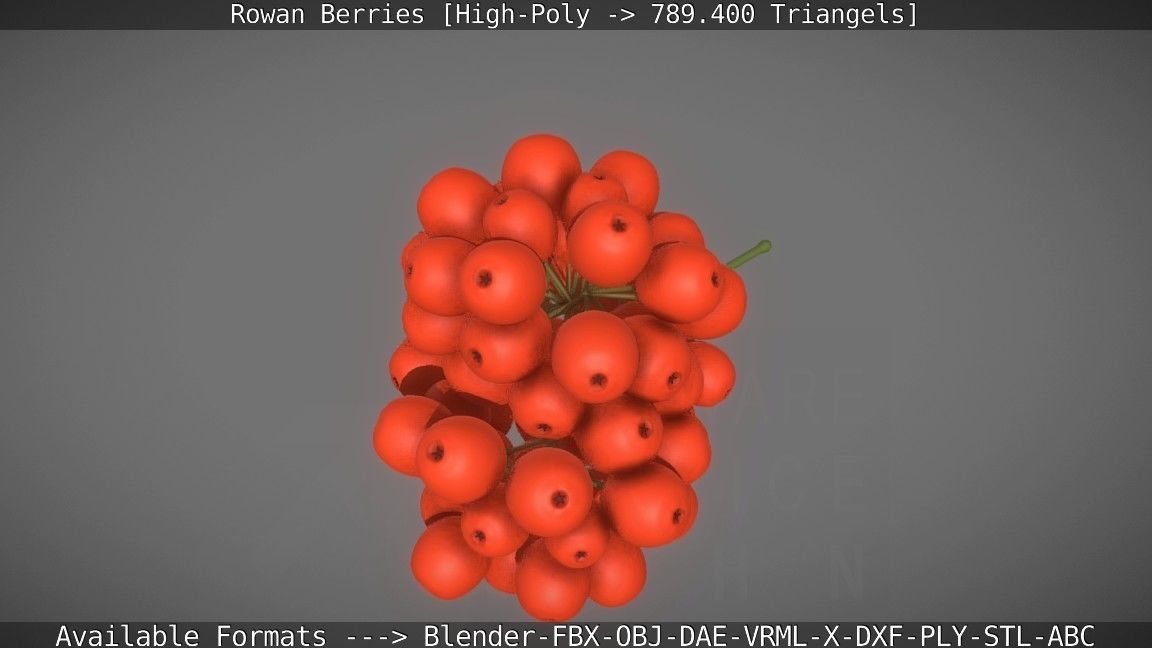 Rowan Berries High Poly 3D model_30