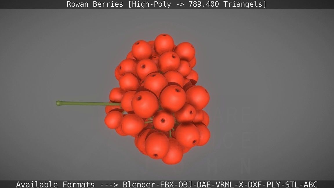 Rowan Berries High Poly 3D model_36