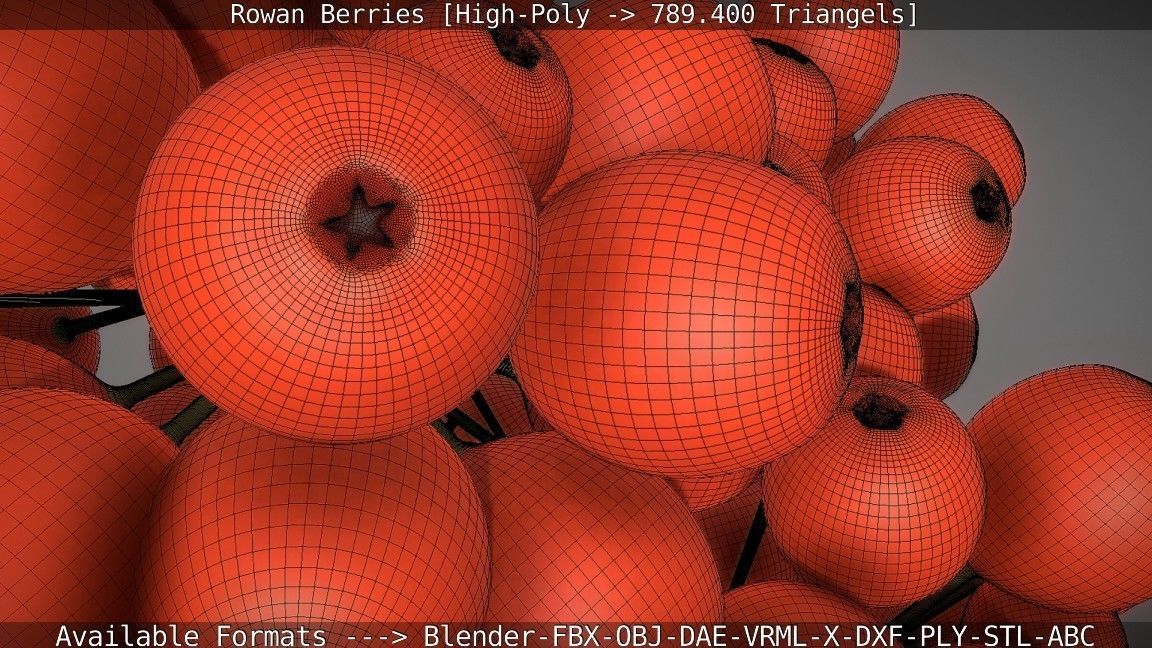 Rowan Berries High Poly 3D model_66