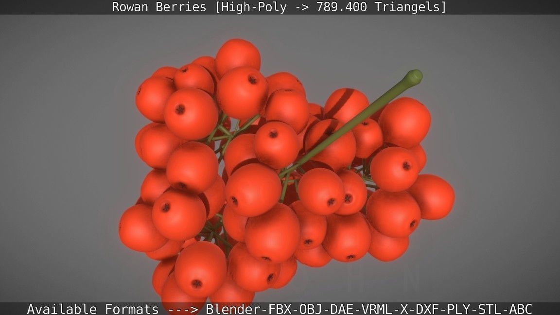 Rowan Berries High Poly 3D model_19