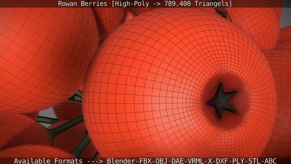 Rowan Berries High Poly 3D model_68