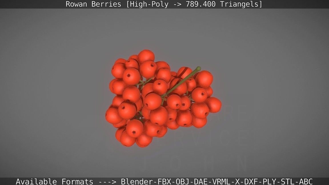 Rowan Berries High Poly 3D model_15