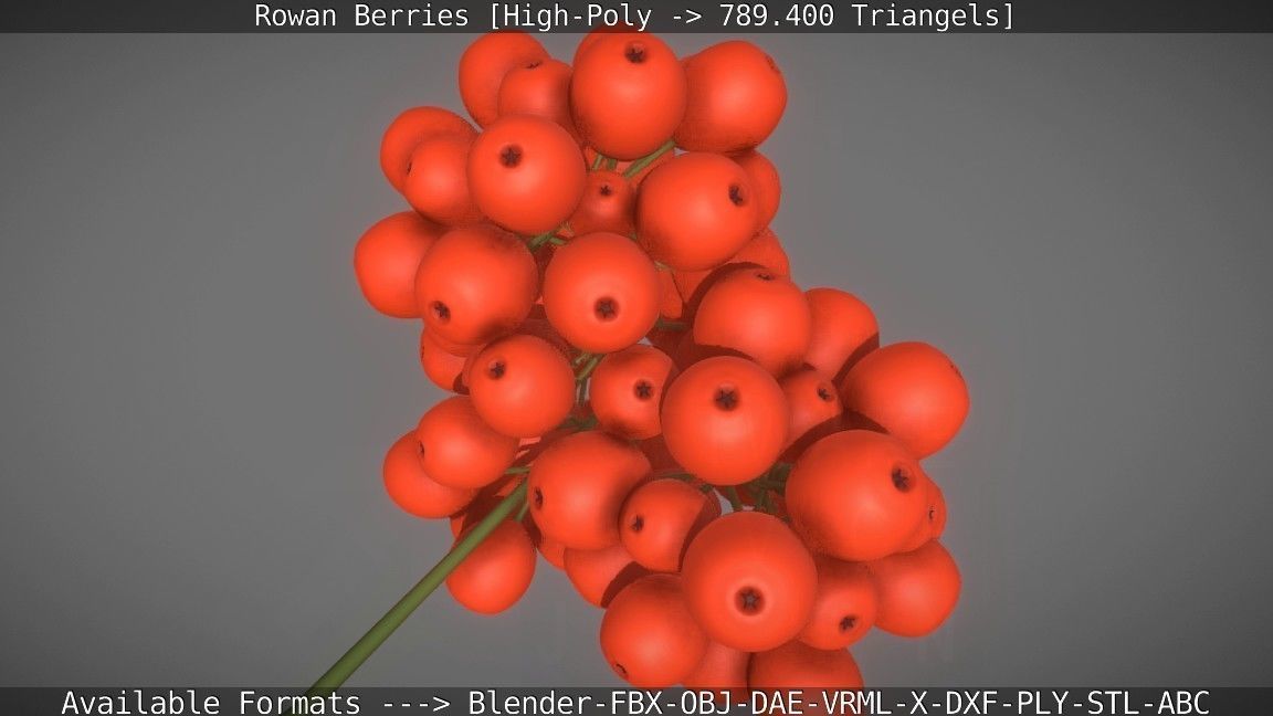 Rowan Berries High Poly 3D model_22