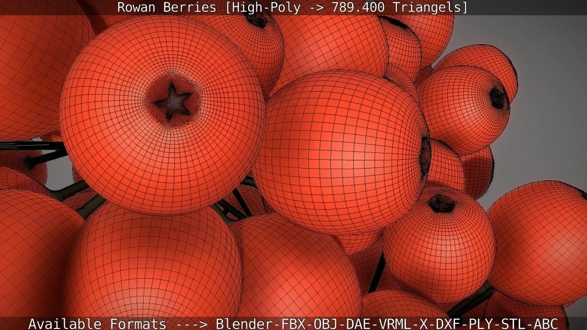Rowan Berries High Poly 3D model_4