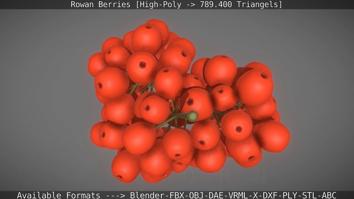 Rowan Berries High Poly 3D model_21