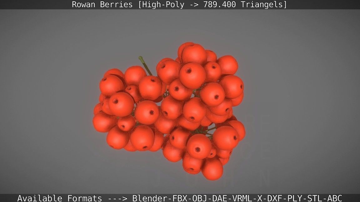 Rowan Berries High Poly 3D model_32