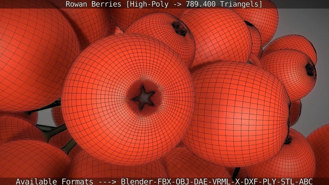 Rowan Berries High Poly 3D model_67