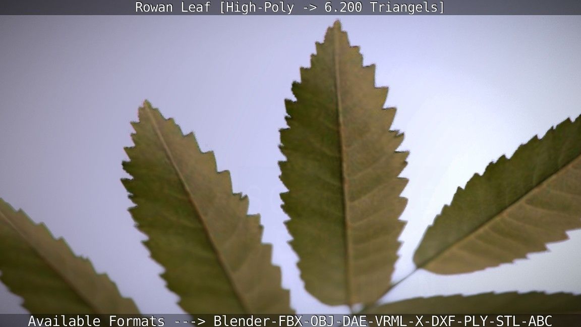 Rowan Berries Leaf High Poly 3D model_29