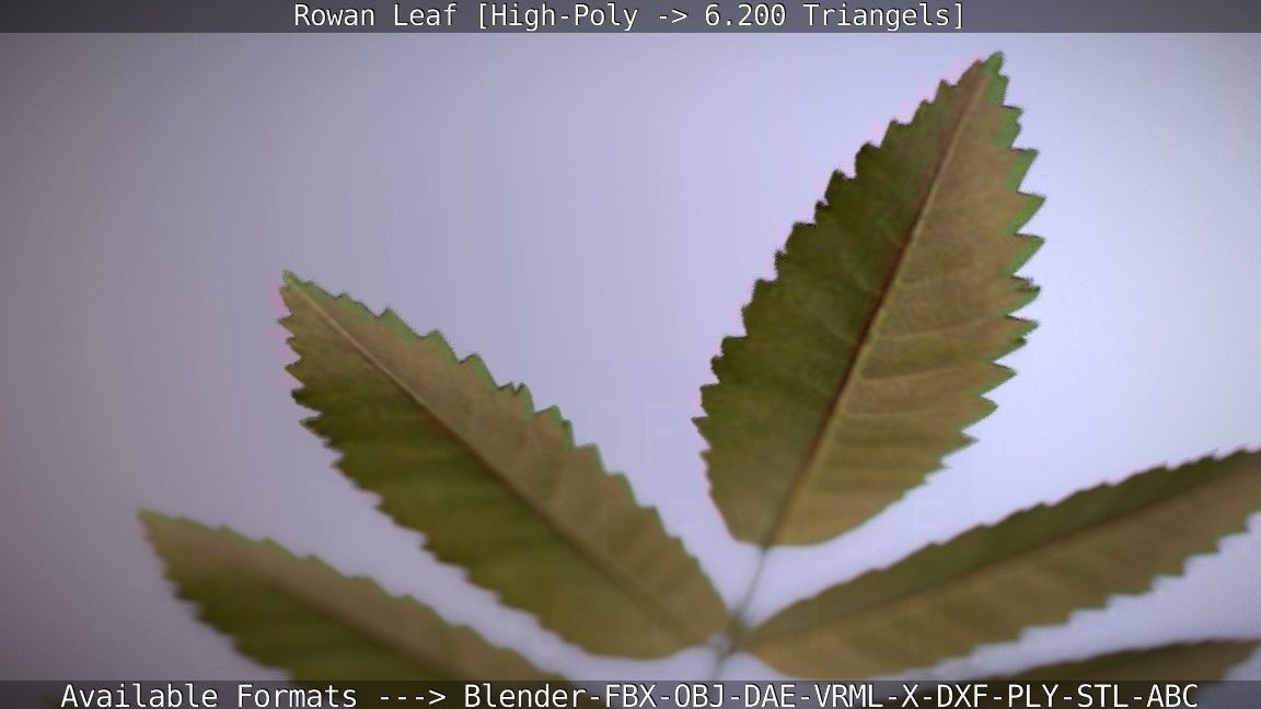 Rowan Berries Leaf High Poly 3D model_36