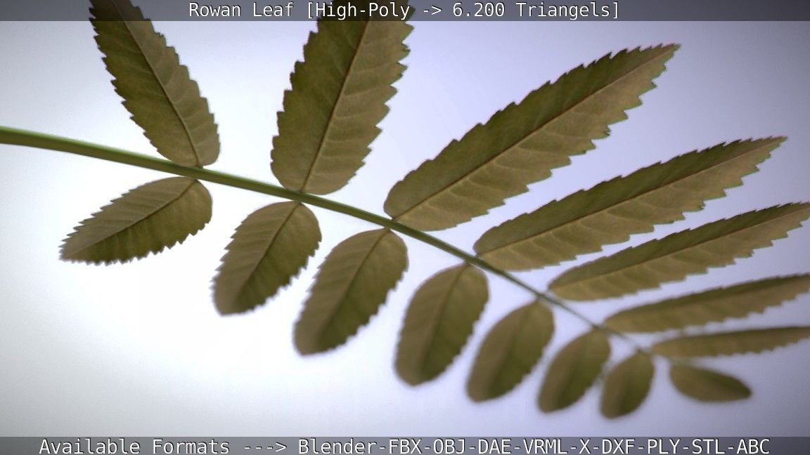 Rowan Berries Leaf High Poly 3D model_12