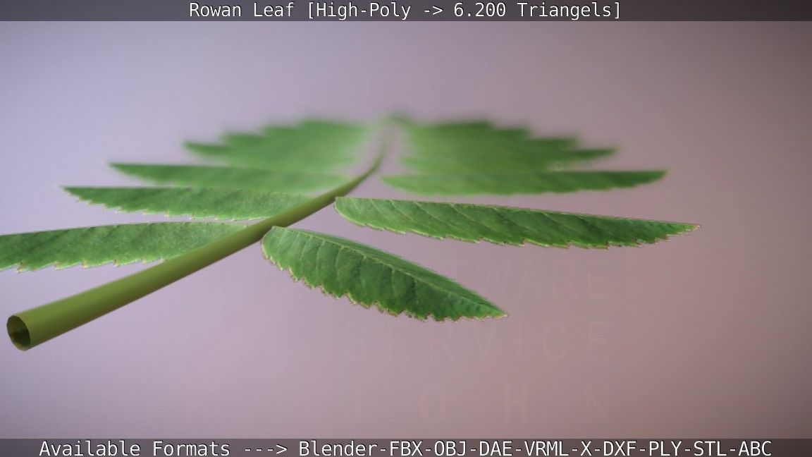 Rowan Berries Leaf High Poly 3D model_46