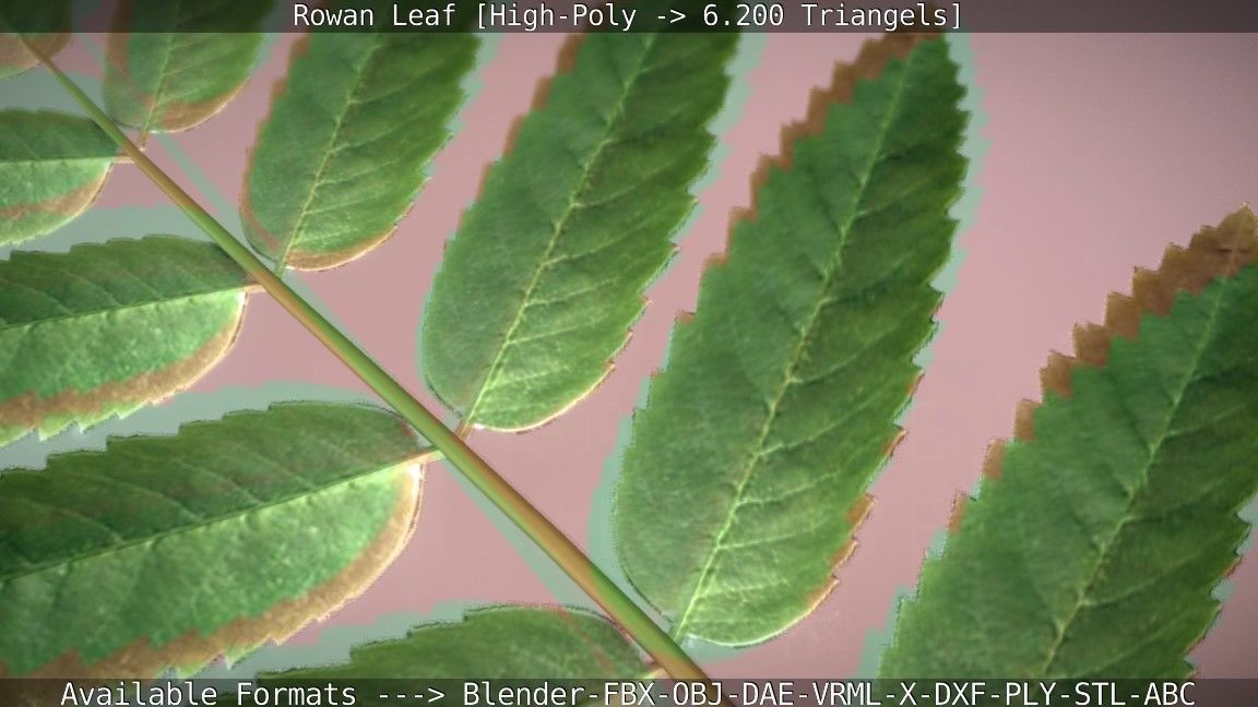 Rowan Berries Leaf High Poly 3D model_9