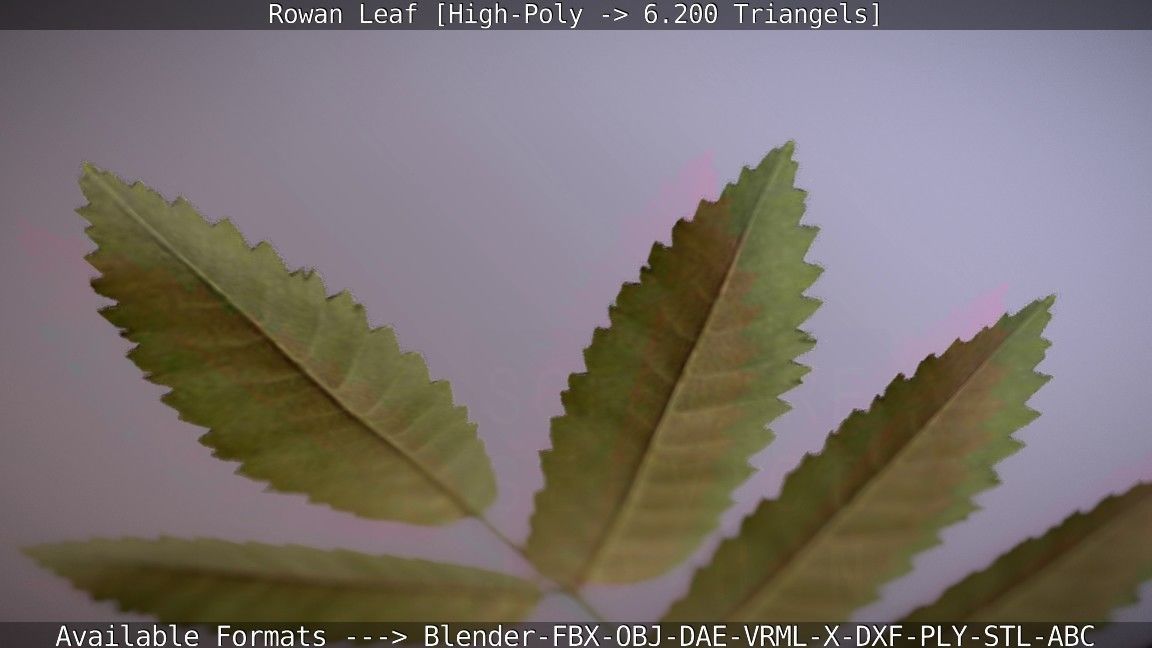 Rowan Berries Leaf High Poly 3D model_39
