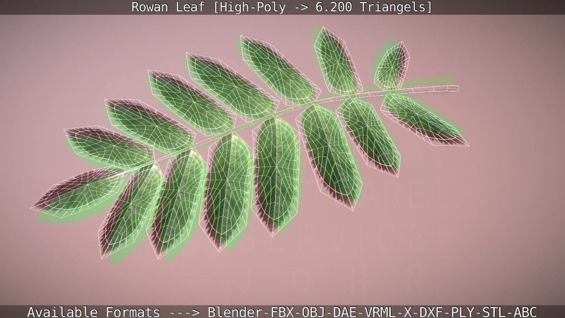 Rowan Berries Leaf High Poly 3D model_101