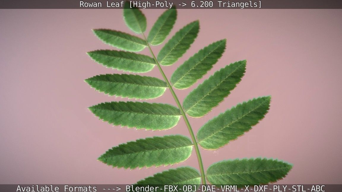 Rowan Berries Leaf High Poly 3D model_81