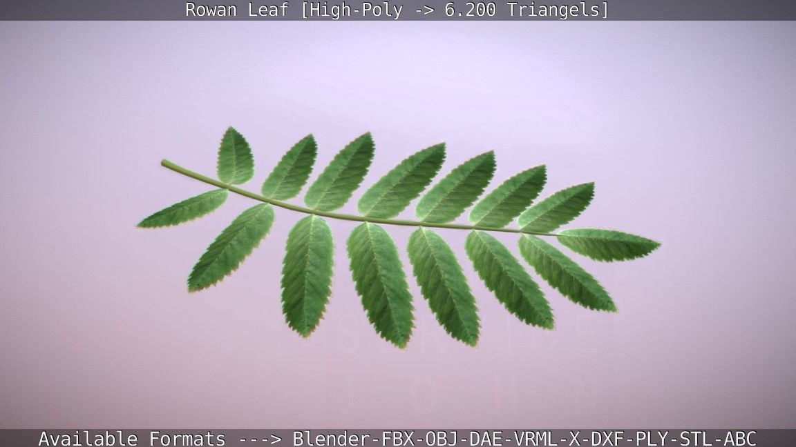 Rowan Berries Leaf High Poly 3D model_17