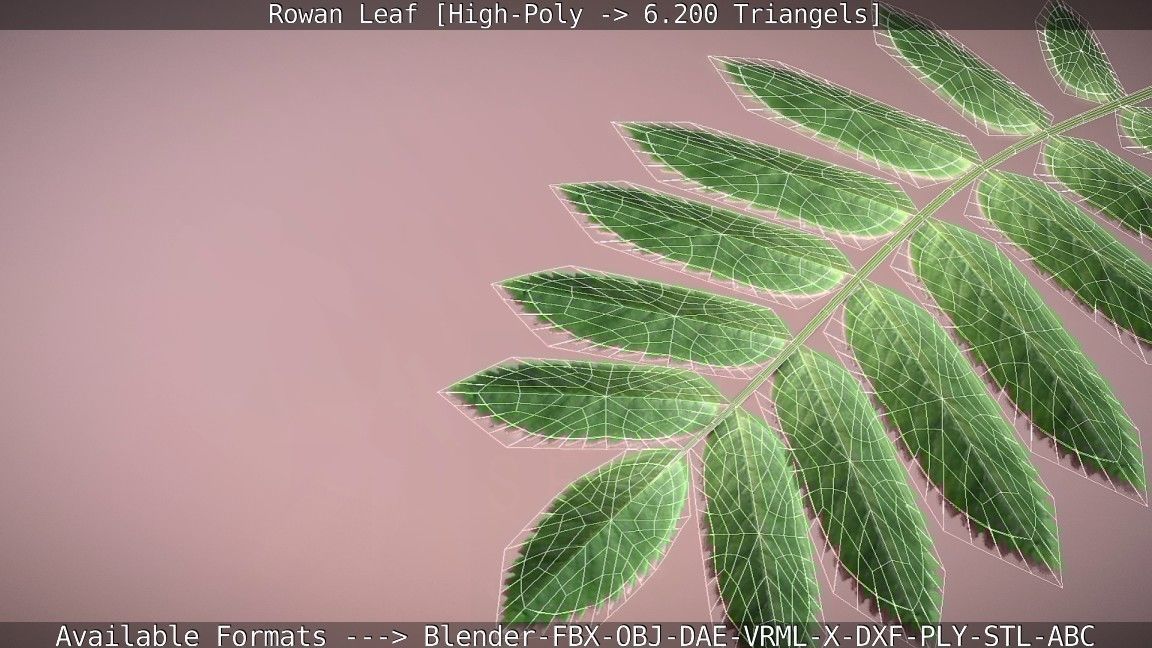 Rowan Berries Leaf High Poly 3D model_103