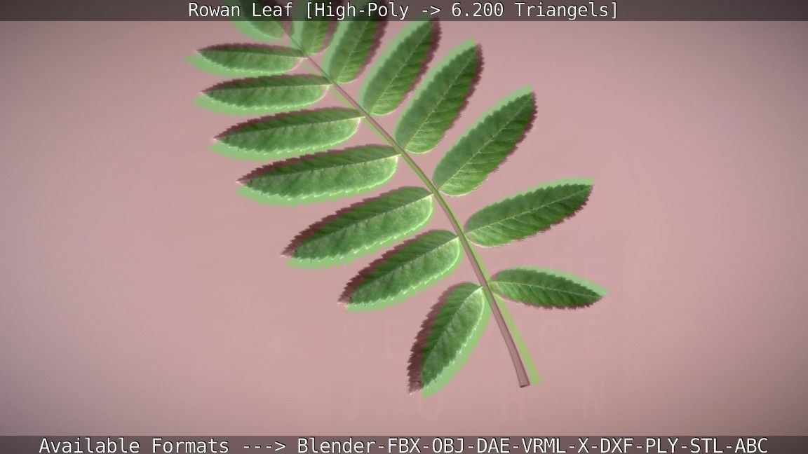 Rowan Berries Leaf High Poly 3D model_82