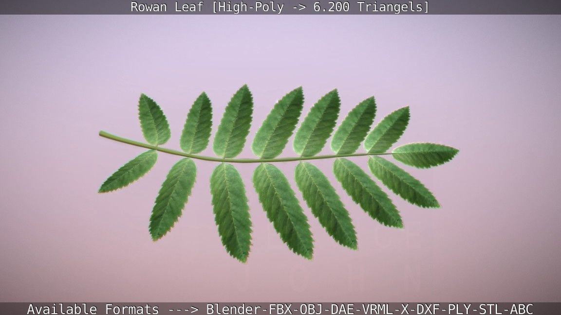 Rowan Berries Leaf High Poly 3D model_21