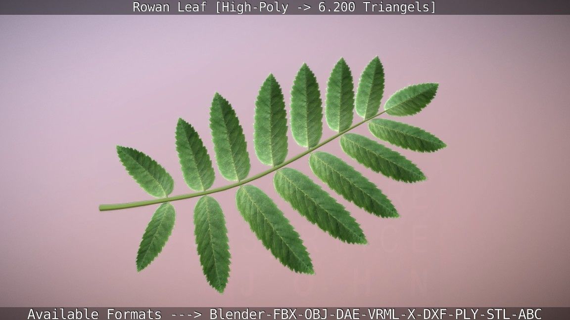 Rowan Berries Leaf High Poly 3D model_15