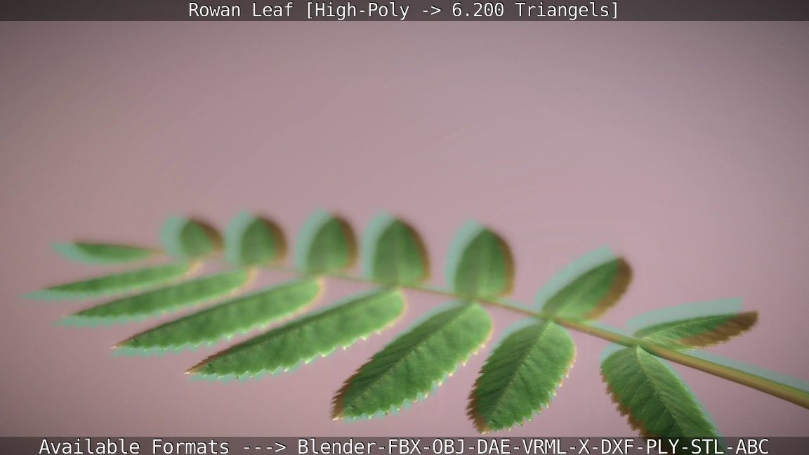 Rowan Berries Leaf High Poly 3D model_58