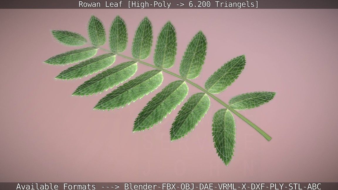 Rowan Berries Leaf High Poly 3D model_96