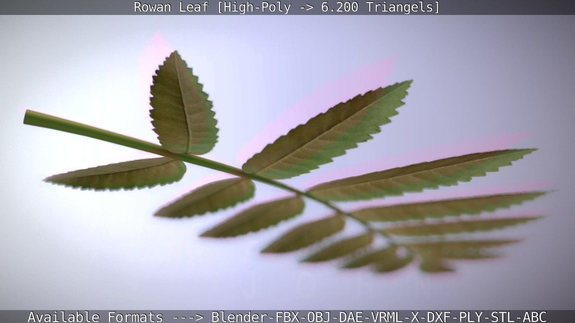 Rowan Berries Leaf High Poly 3D model_52