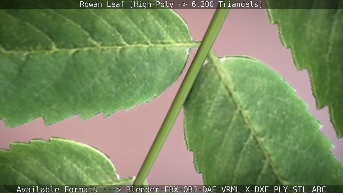 Rowan Berries Leaf High Poly 3D model_72