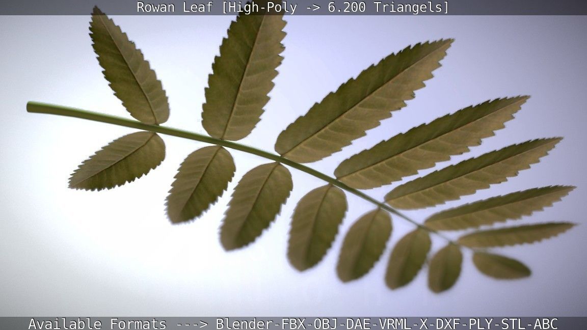 Rowan Berries Leaf High Poly 3D model_7
