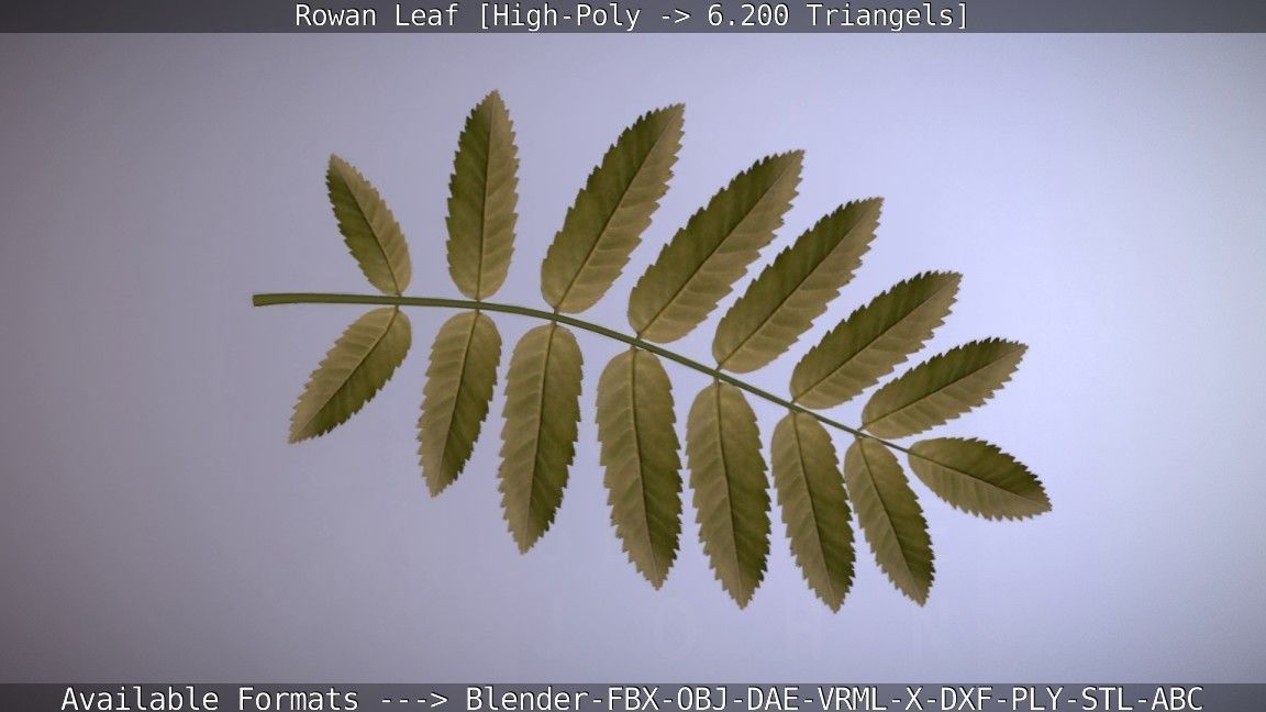 Rowan Berries Leaf High Poly 3D model_2