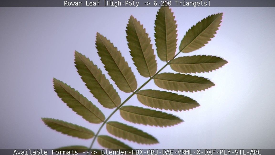Rowan Berries Leaf High Poly 3D model_26