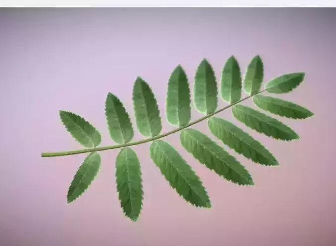 Rowan Berries Leaf High Poly