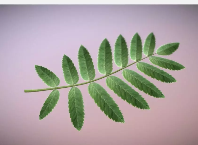 Rowan Berries Leaf High Poly 3D model_0