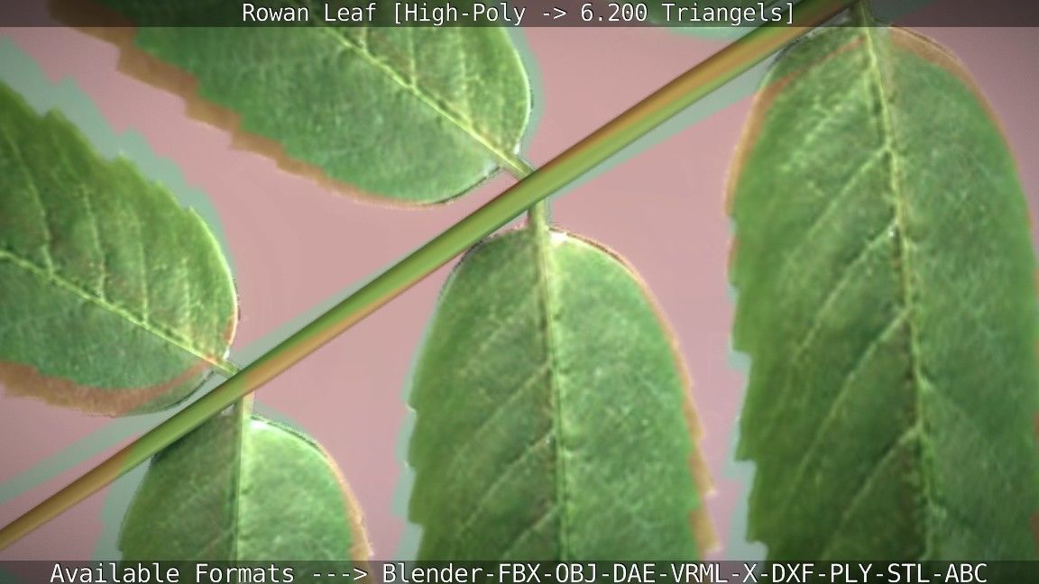 Rowan Berries Leaf High Poly 3D model_73